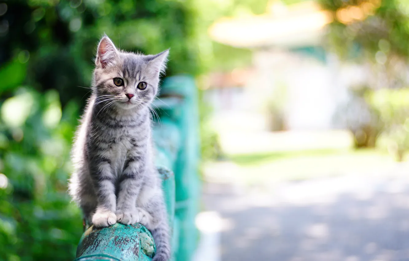 Photo wallpaper summer, the fence, baby, kitty