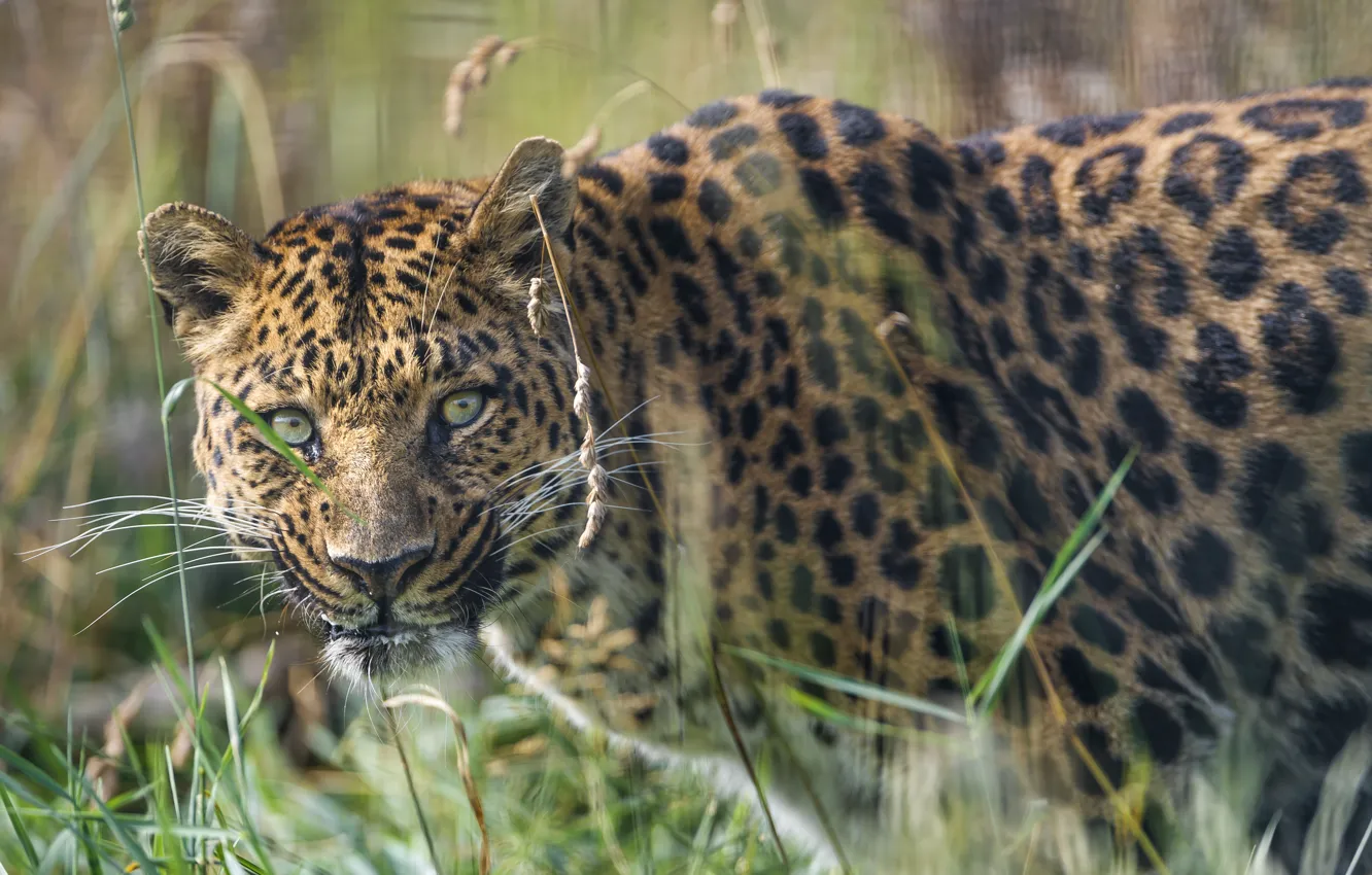Photo wallpaper grass, look, face, leopard, ©Tambako The Jaguar