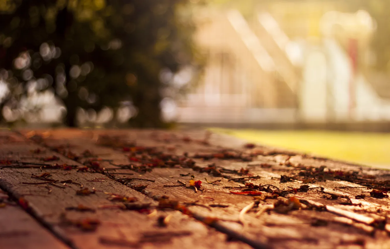 Photo wallpaper tree, foliage, leaf, home, focus, blur, floor, leaves