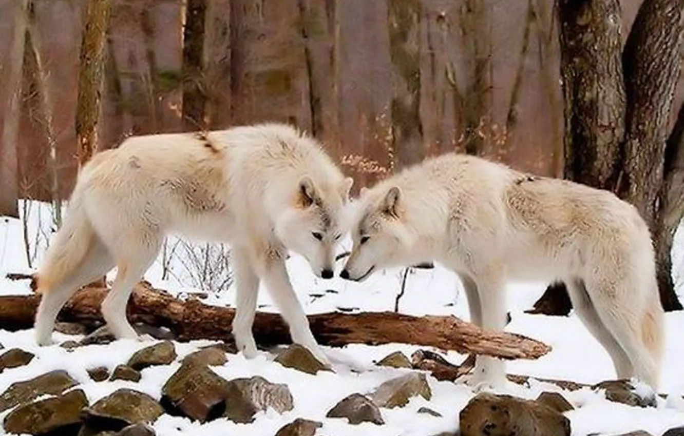 Photo wallpaper Predator, nature, snow, face, animal, wolf, canis lupus, wildlife