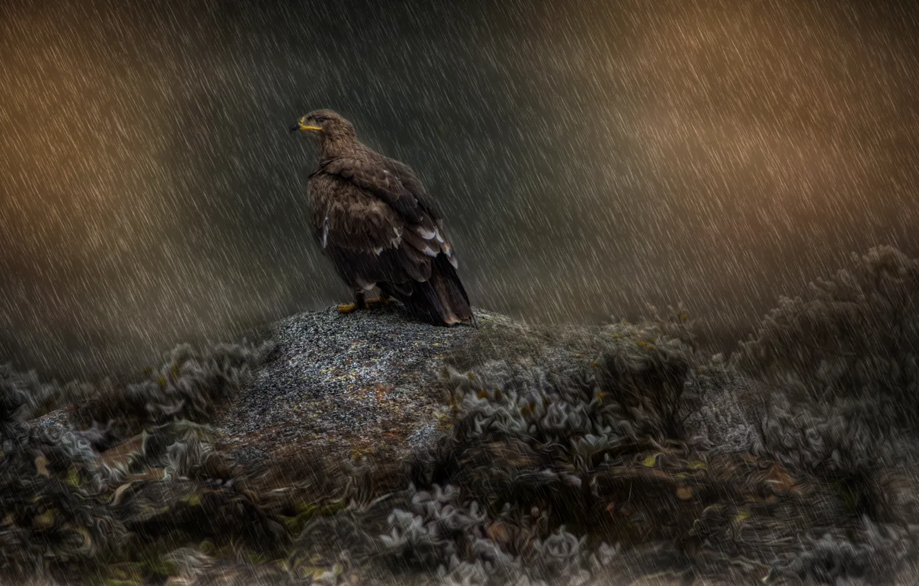 Photo wallpaper night, rendering, rain, hills, bird, vegetation, dark, art