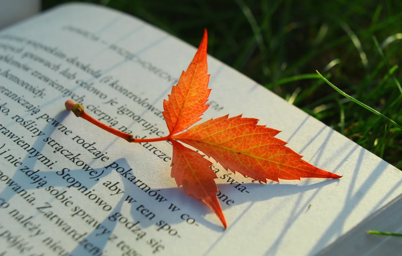 Photo wallpaper autumn, light, nature, leaf, red, book, bokeh, page