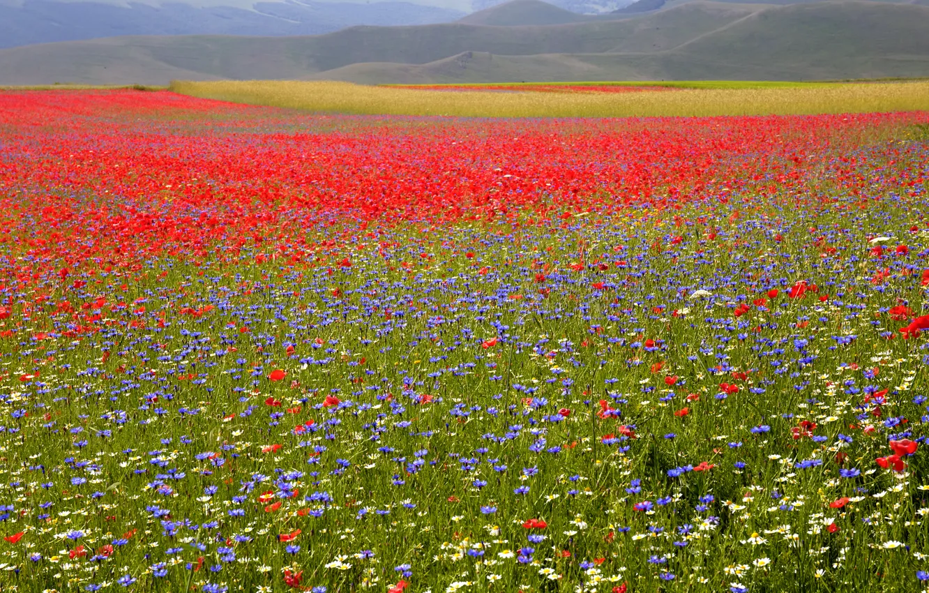 Photo wallpaper field, grass, flowers, Maki, chamomile, cornflowers