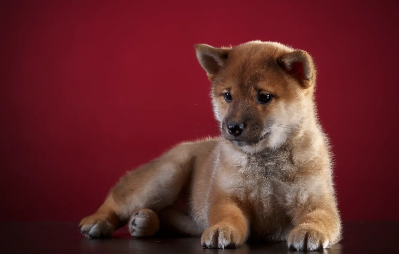 Photo wallpaper background, animal, dog, puppy