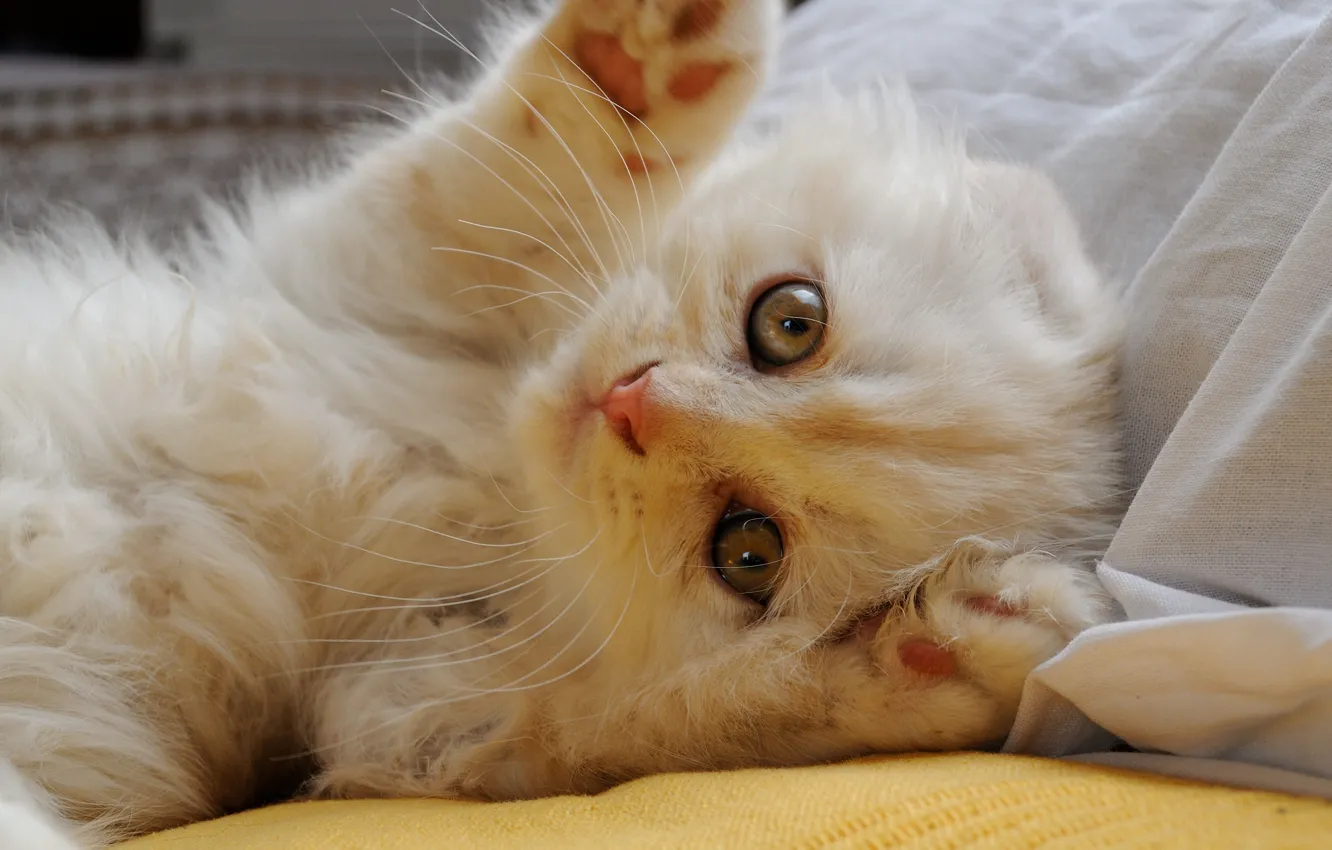 Photo wallpaper cat, look, legs, muzzle, Scottish fold, Scottish fold cat