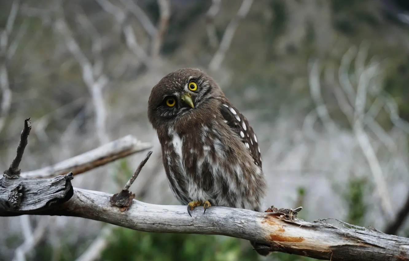 Photo wallpaper trees, nature, owl