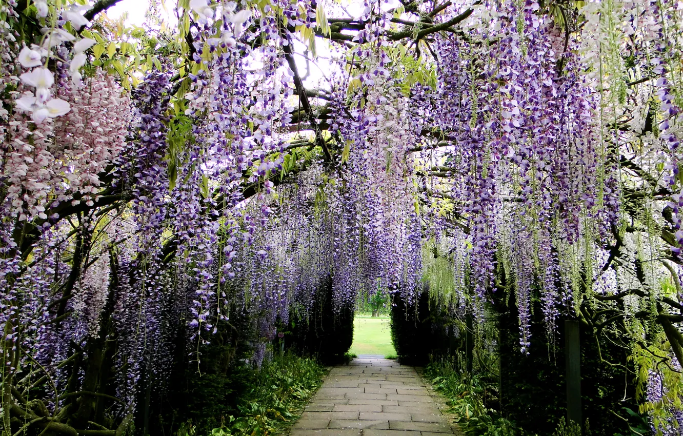 Photo wallpaper Park, Japan, track, alley, Wisteria, Wisteria, Kawachi Fuji Garden