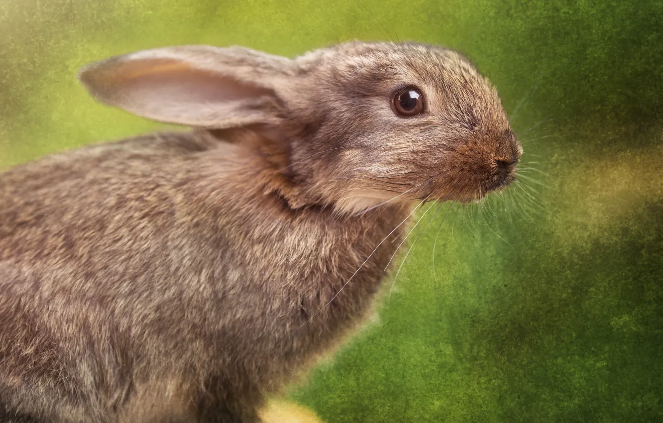 Photo wallpaper eyes, look, face, close-up, green, grey, background, hare