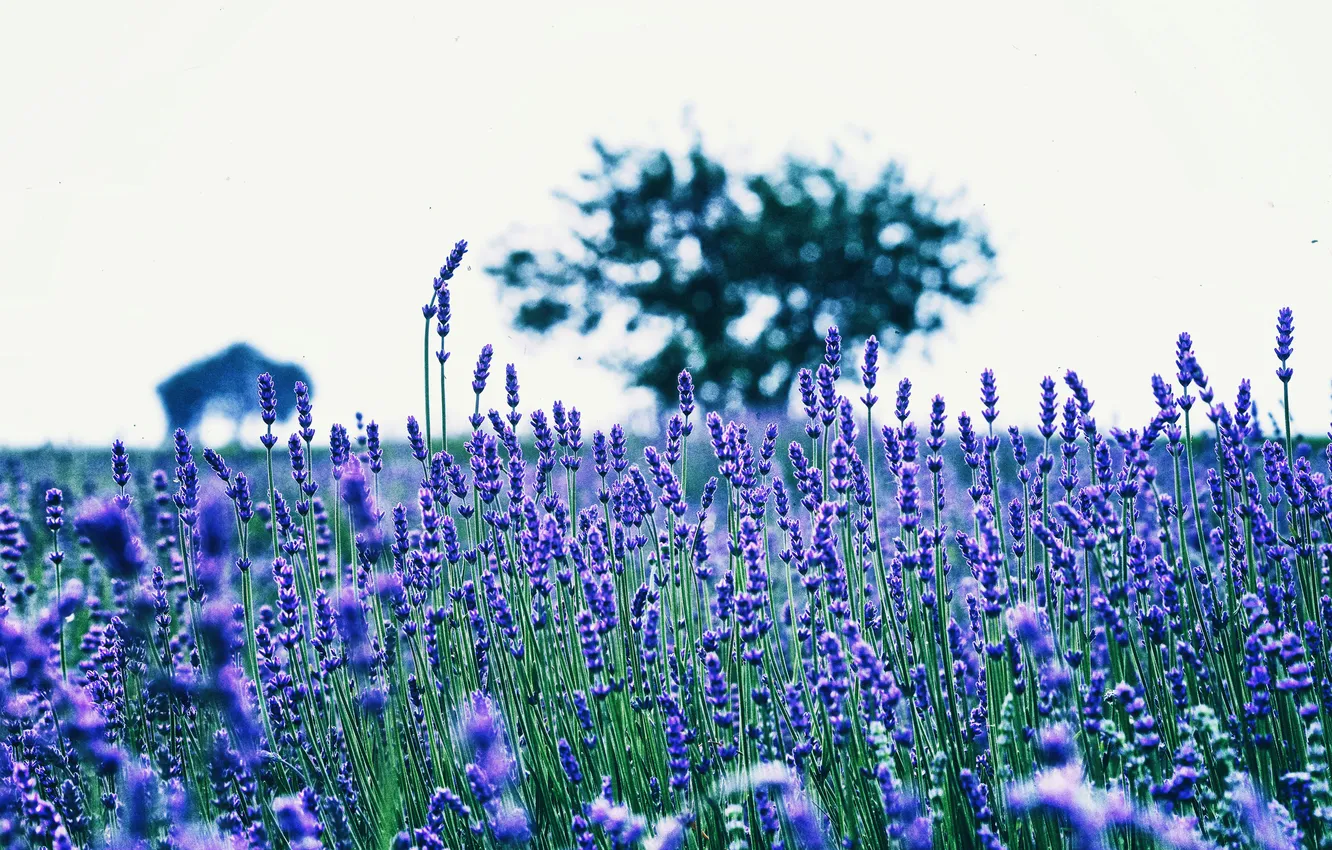 Photo wallpaper field, trees, stems, the countryside, bokeh, lavender, lavender field