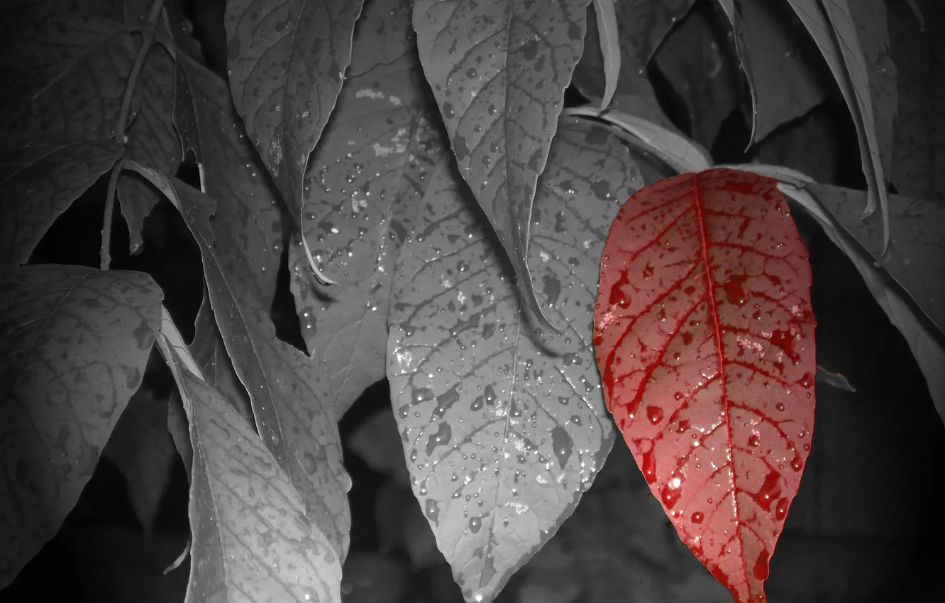 Photo wallpaper leaves, drops, red, one