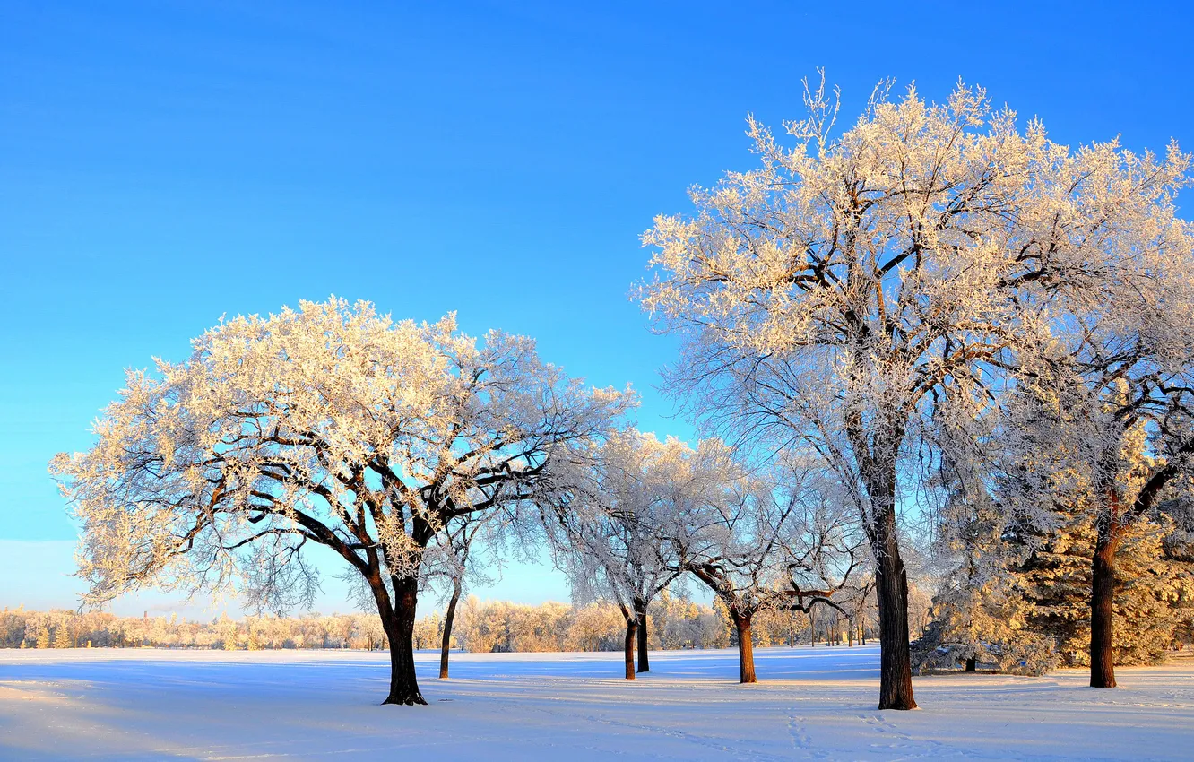 Photo wallpaper winter, the sky, snow, trees, Park