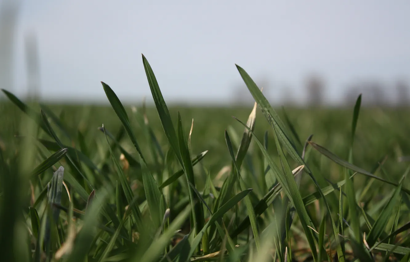 Photo wallpaper greens, grass, spring