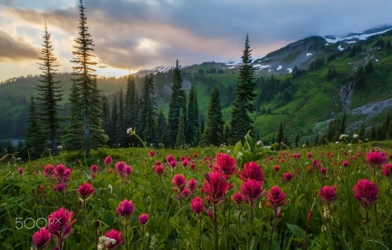 Photo wallpaper forest, summer, flowers, mountains