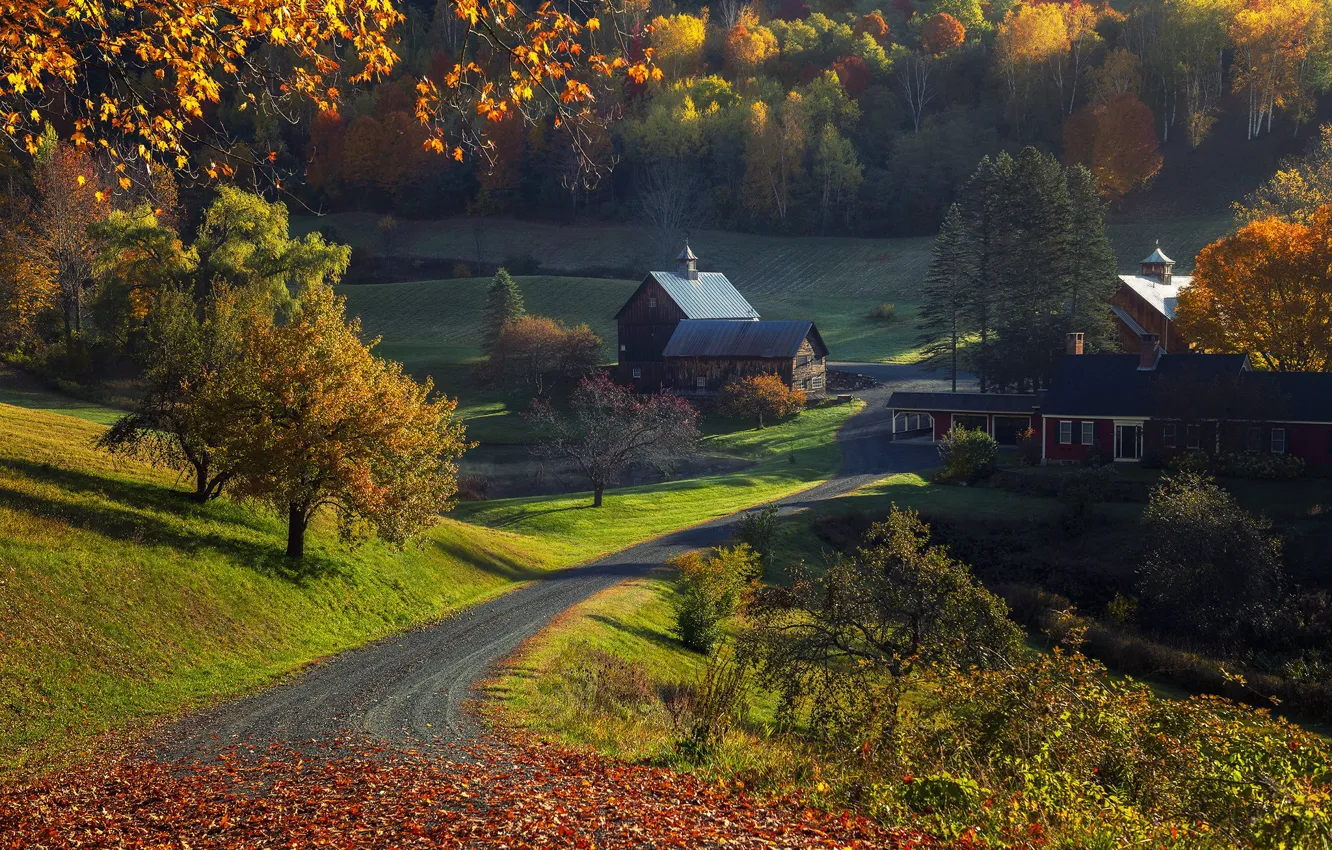 Photo wallpaper road, field, autumn, forest, light, trees, branches, nature