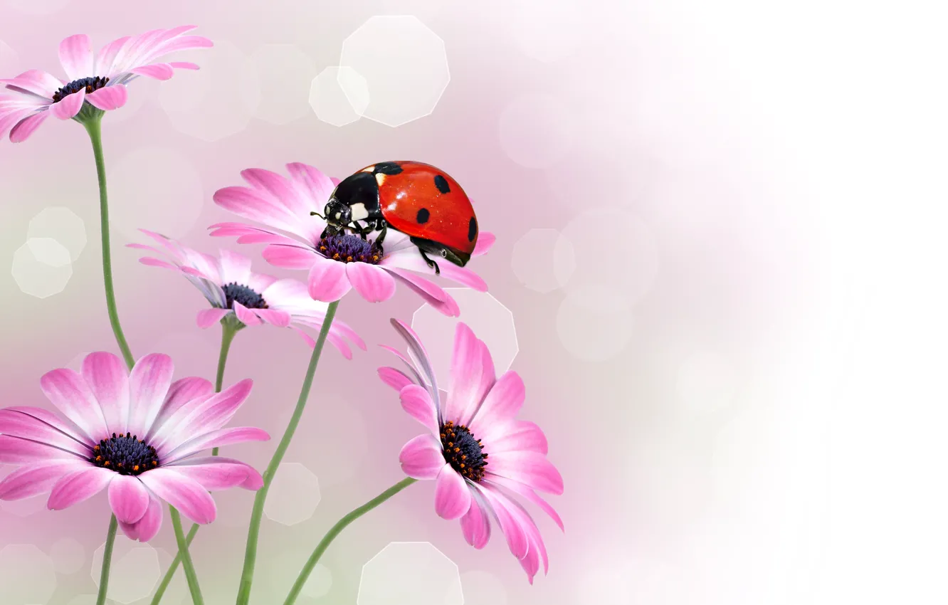Photo wallpaper macro, glare, background, ladybug, insect, osteospermum