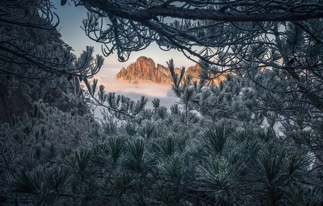 Photo wallpaper winter, frost, snow, trees, mountains, branches, nature, fog