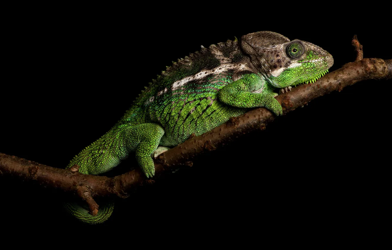 Photo wallpaper chameleon, branch, black background