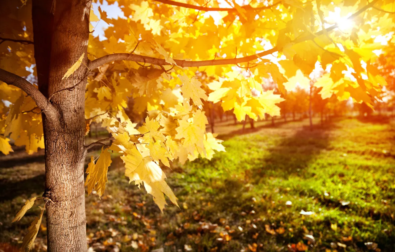 Photo wallpaper autumn, leaves, rays, tree, maple