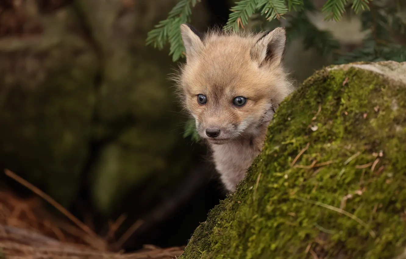 Photo wallpaper nature, Fox, Fox