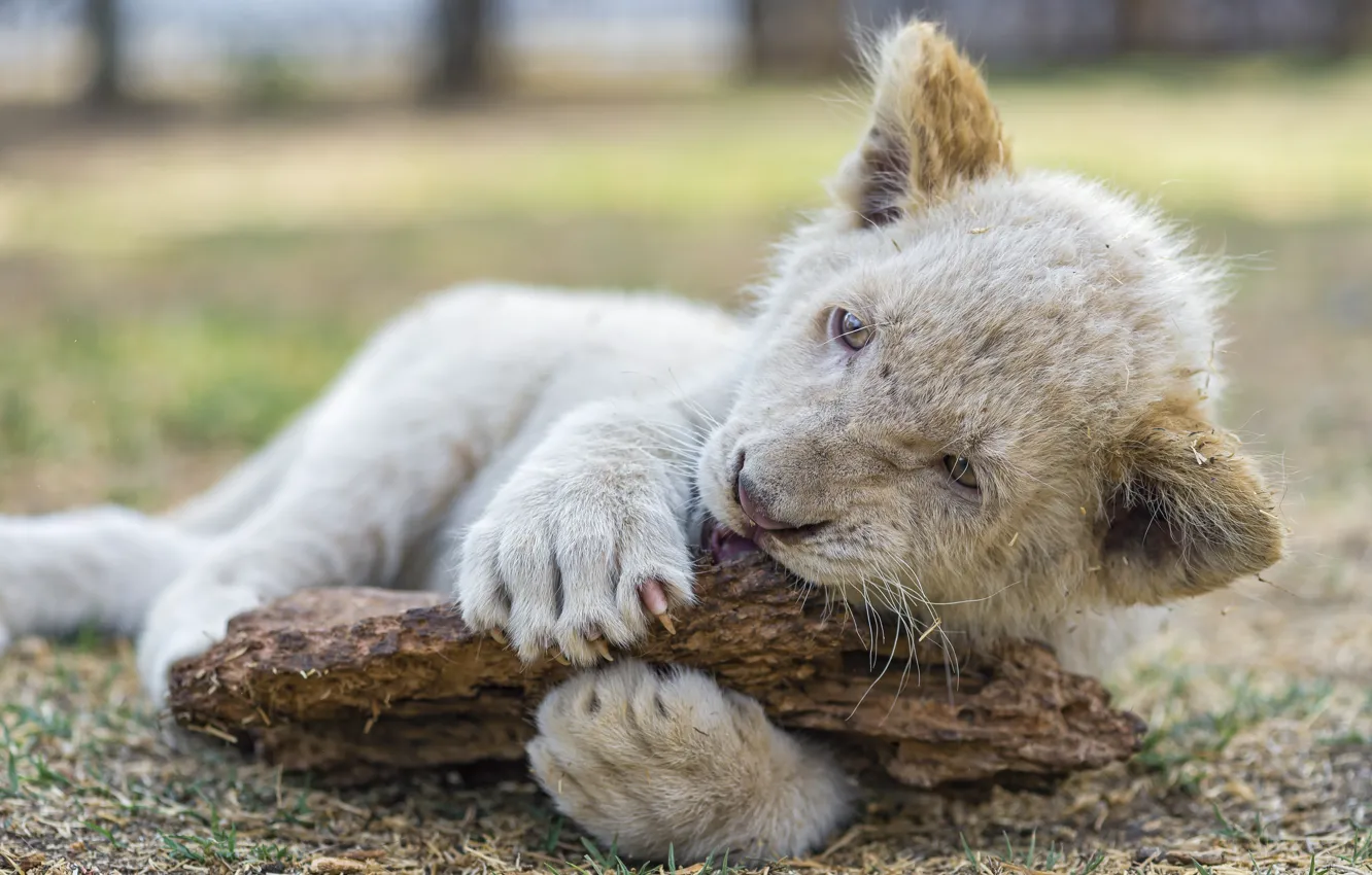 Photo wallpaper cat, the game, claws, cub, lion, ©Tambako The Jaguar, white lion