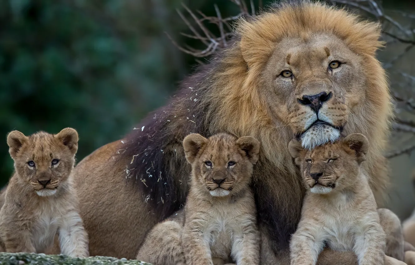 Photo wallpaper Leo, mane, kittens, lions, the cubs, fatherhood, cubs