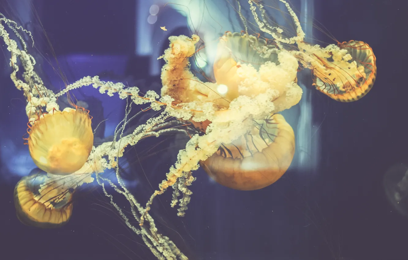 Photo wallpaper jellyfish, under water, a lot