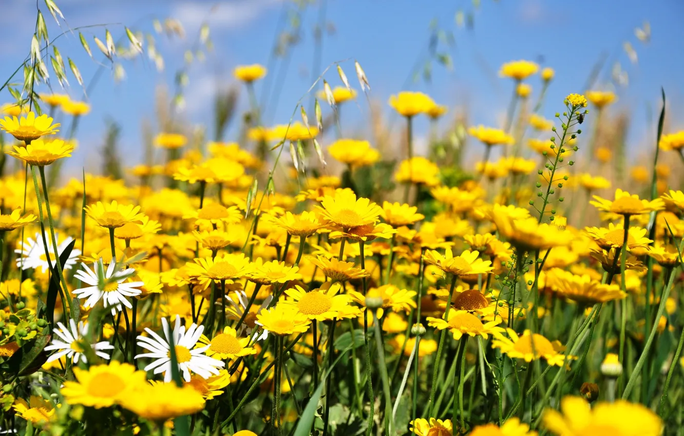 Photo wallpaper field, the sky, flowers, chamomile, meadow