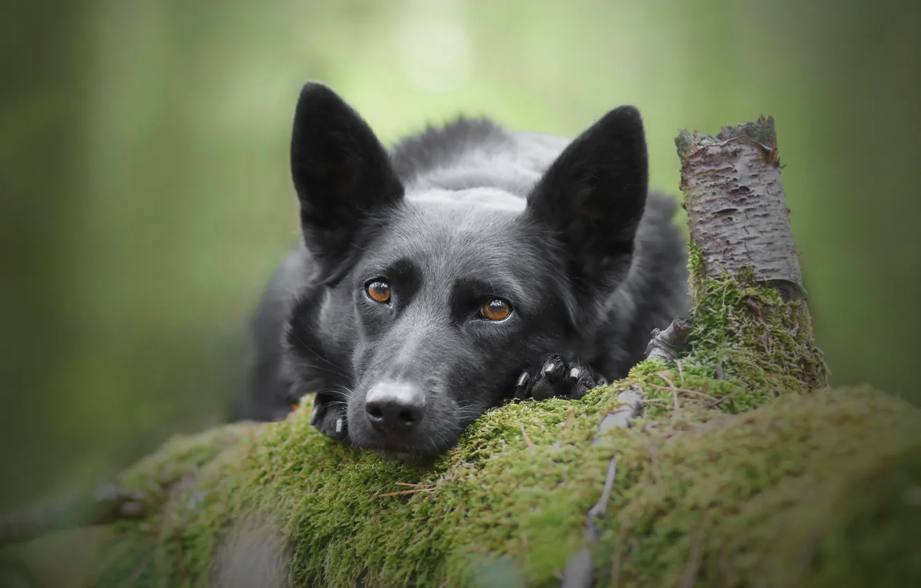 Photo wallpaper face, background, moss, dog, log, German shepherd