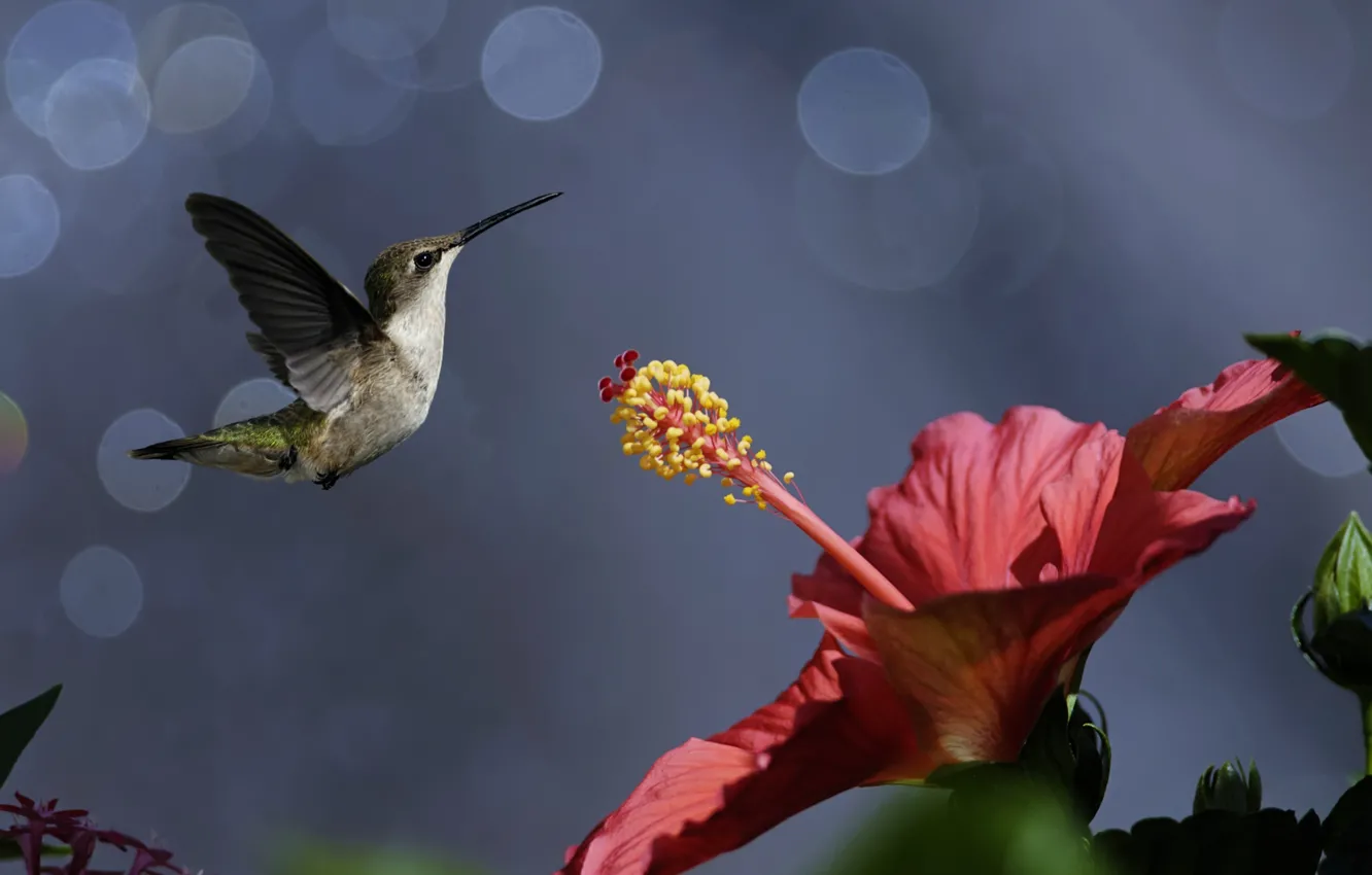 Photo wallpaper flowers, nature, bird, Hummingbird, bird, bokeh, hibiscus