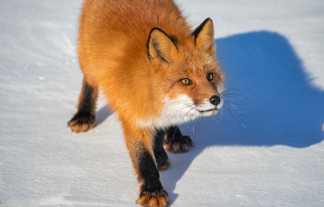 Photo wallpaper winter, snow, nature, animal, shadow, Fox, Fox