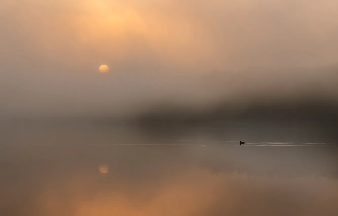 Photo wallpaper fog, reflection, bird, The sun, bird, sun, fog, reflection