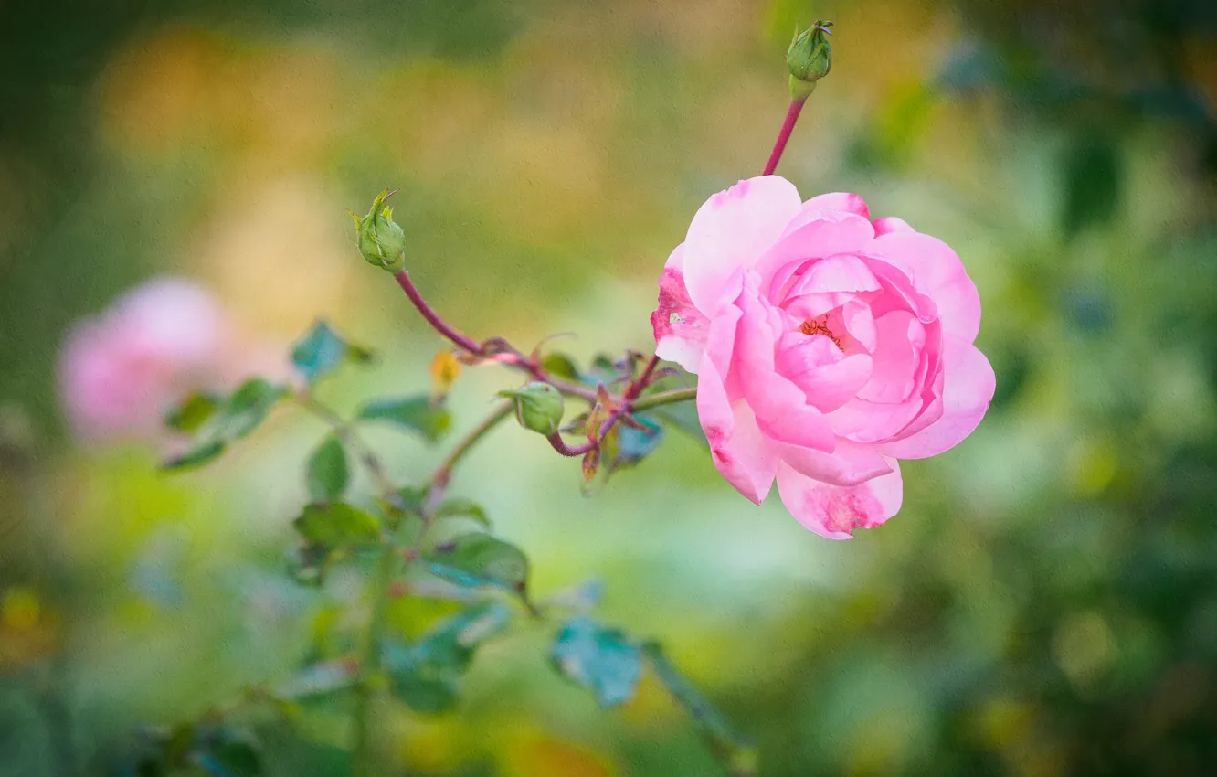 Photo wallpaper rose, Bush, petals, garden