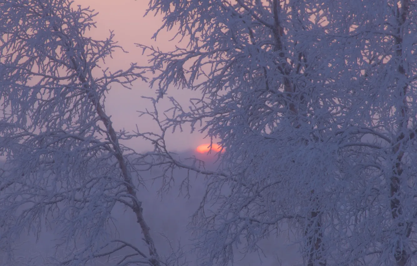 Photo wallpaper winter, frost, trees, sunset, branches, Sweden