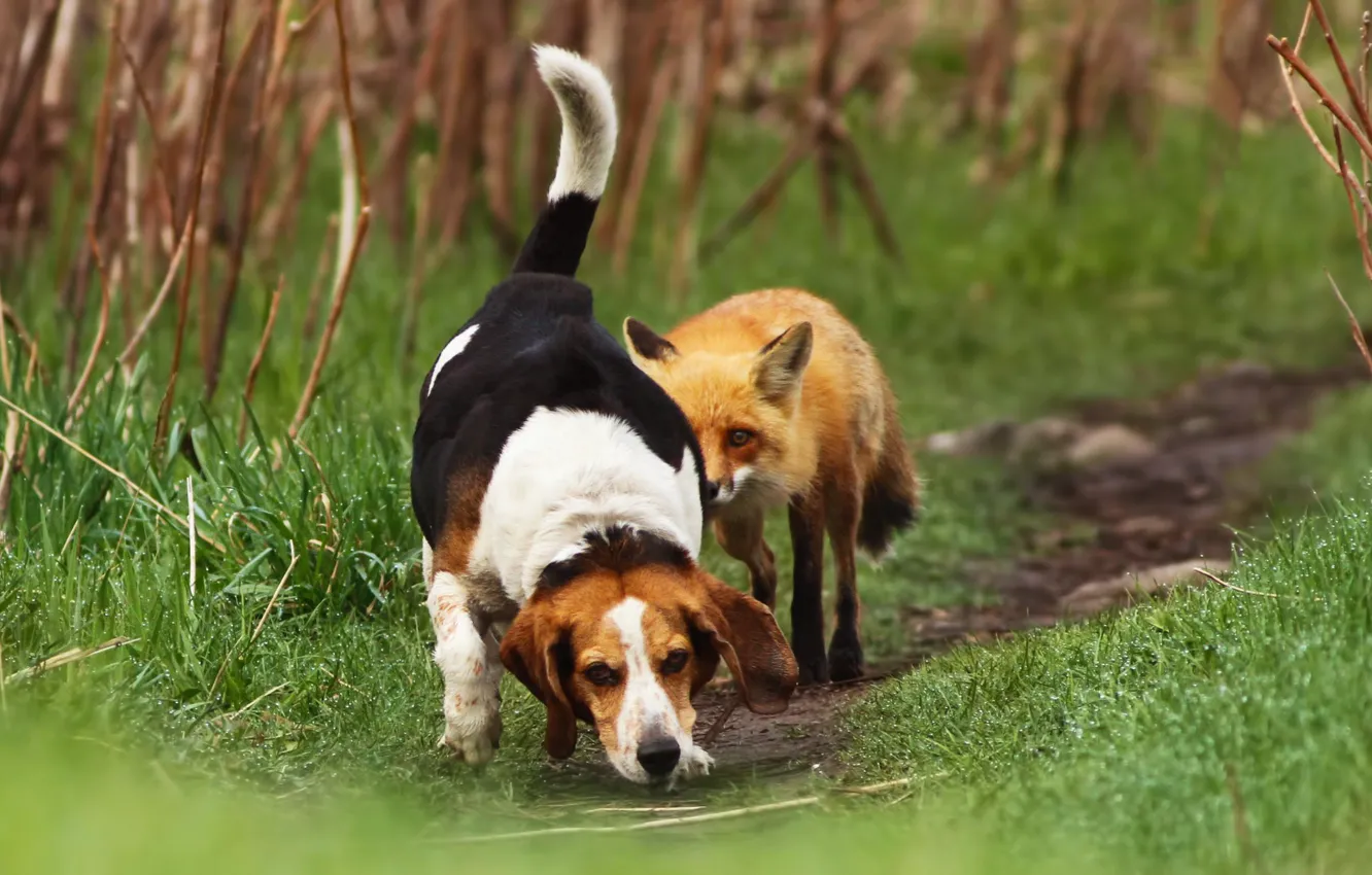 Photo wallpaper grass, dog, Fox, path