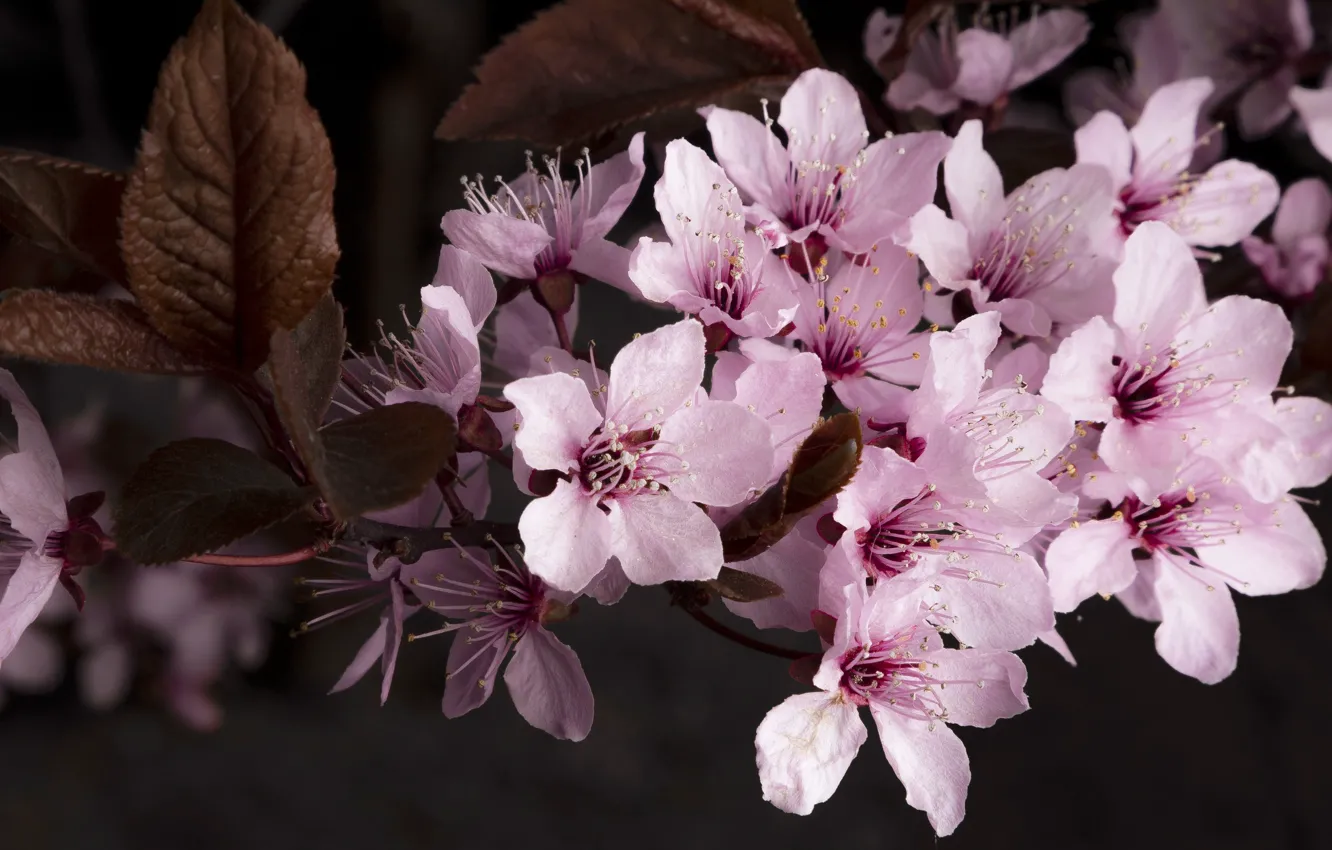 Photo wallpaper flowers, cherry, the dark background, spring, Sakura, pink, flowering, drain