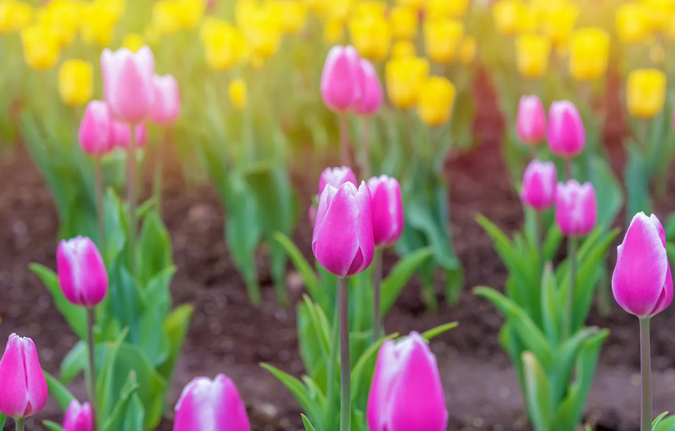 Photo wallpaper flowers, spring, tulips