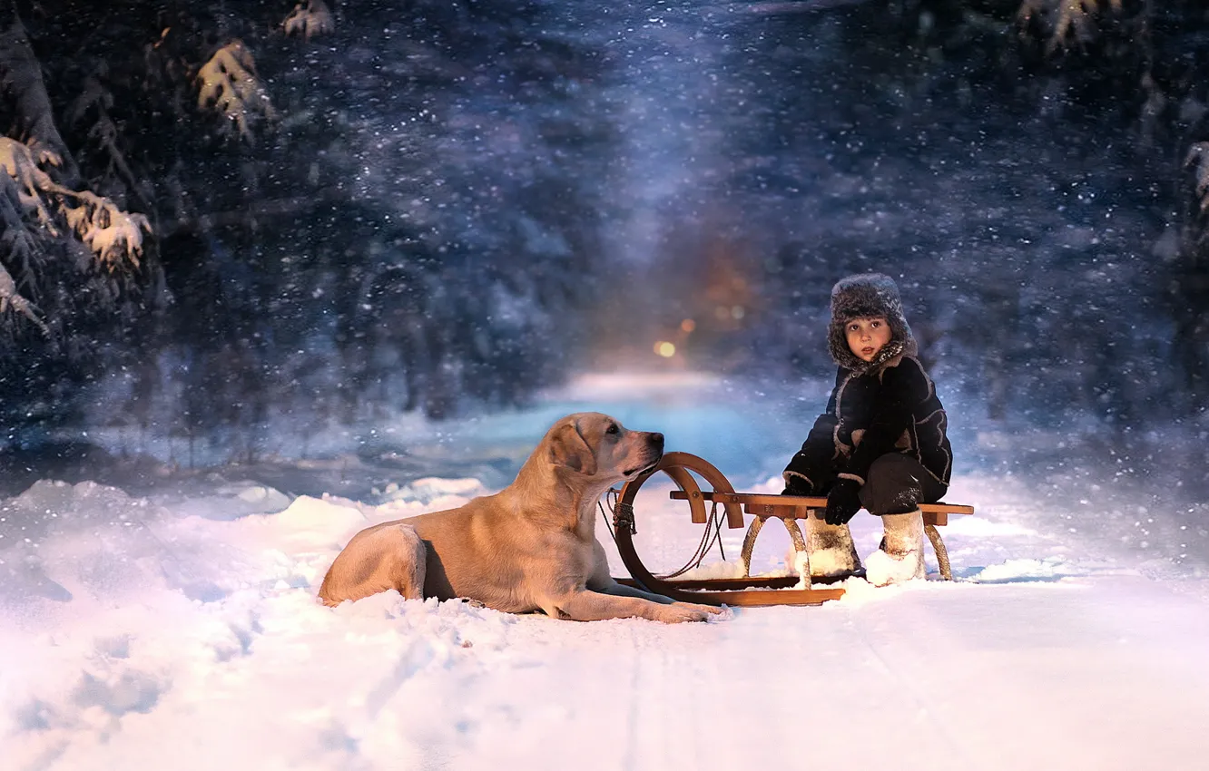 Photo wallpaper winter, forest, look, snow, night, child, dog, sled