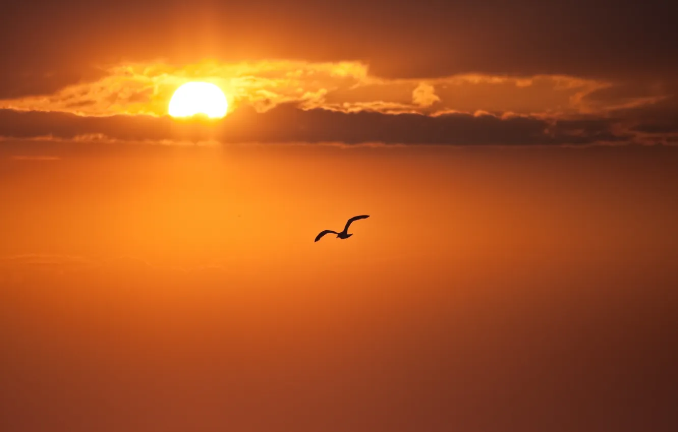 Photo wallpaper the sun, clouds, flight, sunset, seagulls, the evening