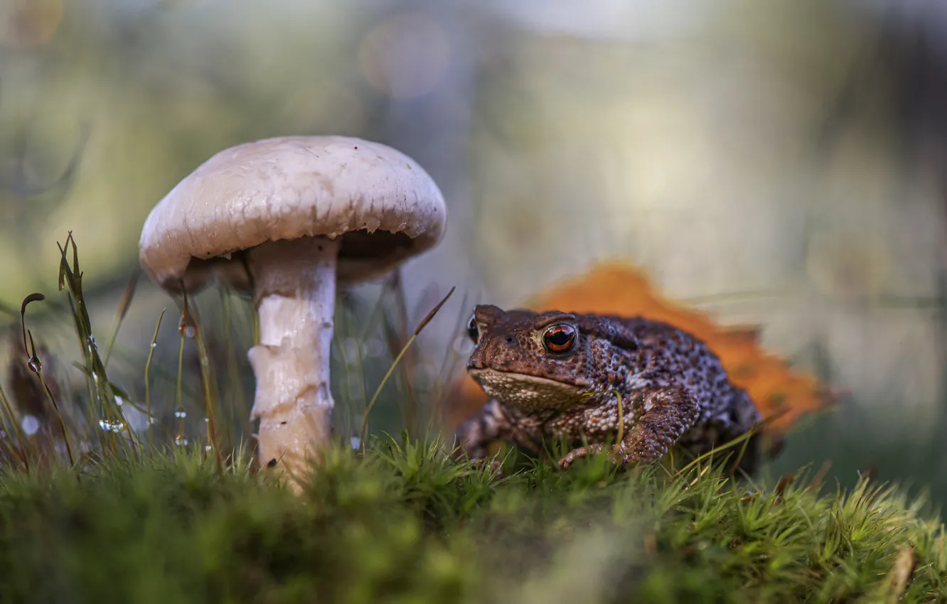 Photo wallpaper glade, mushrooms, leaf, moss, frog, toad, bokeh