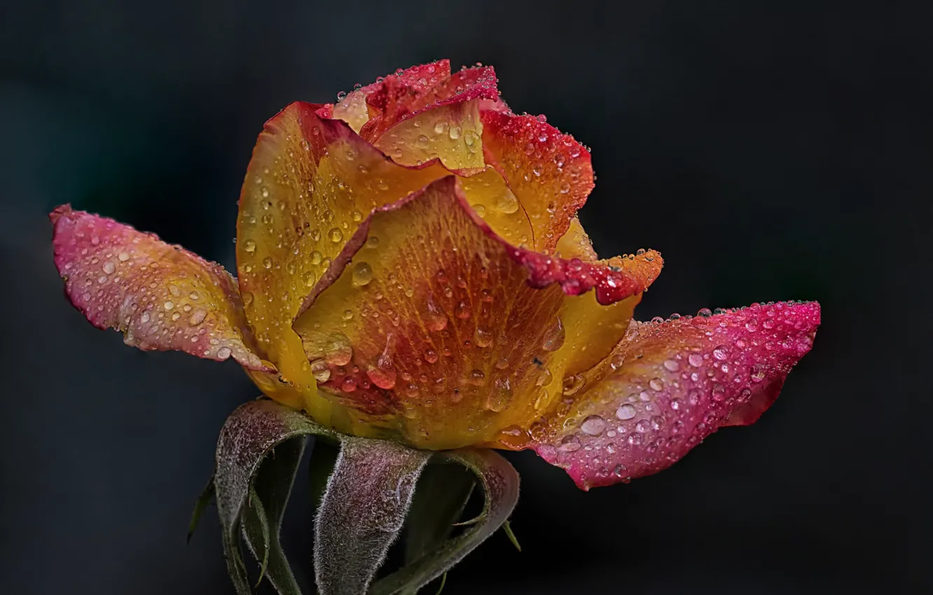 Photo wallpaper roses, flowers, drops, buds