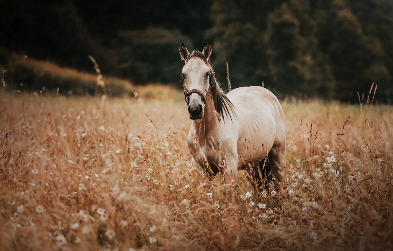 Photo wallpaper field, forest, white, horse, horse, chamomile