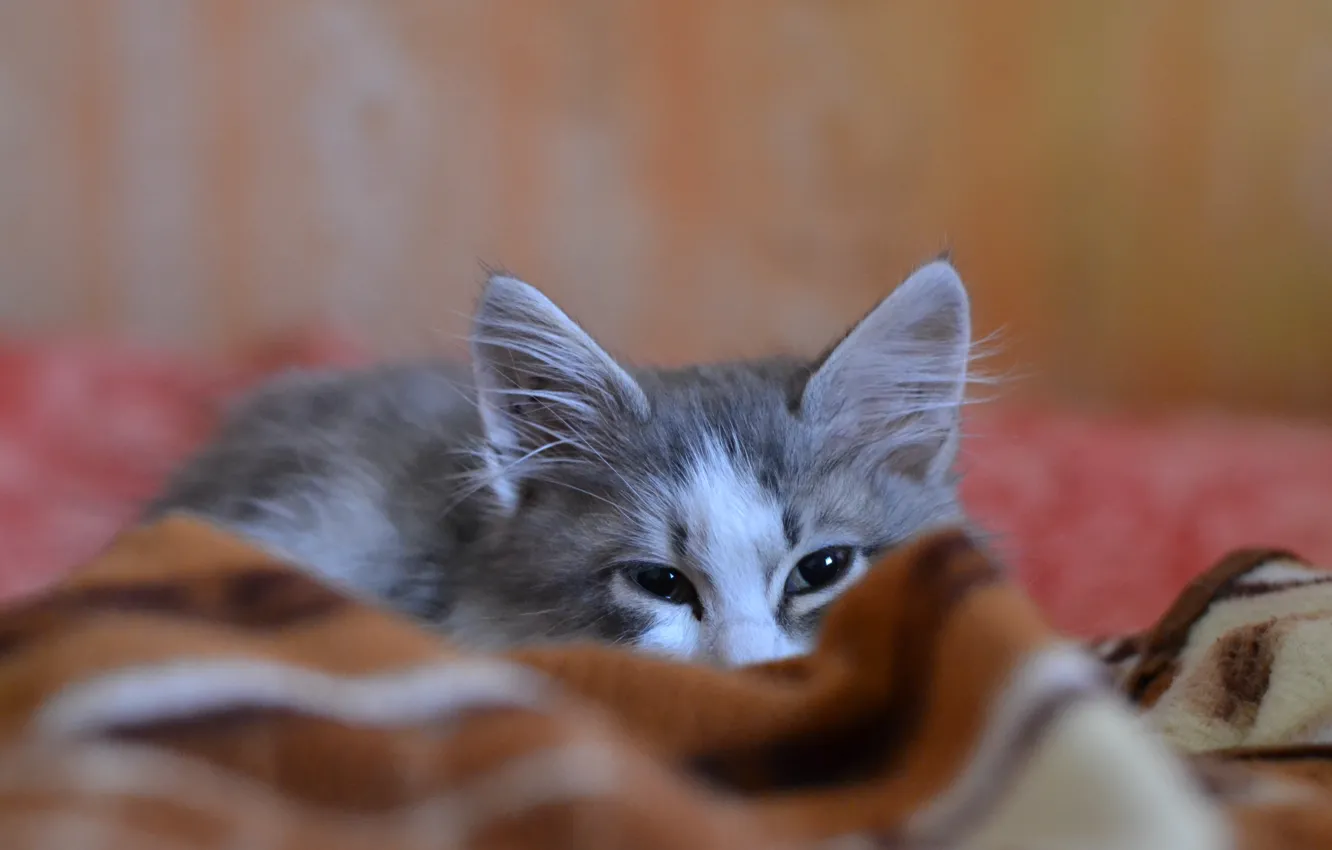 Photo wallpaper cat, white, grey