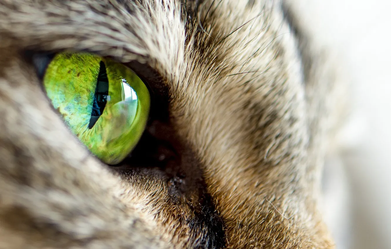Photo wallpaper cat, look, green, cat's eye