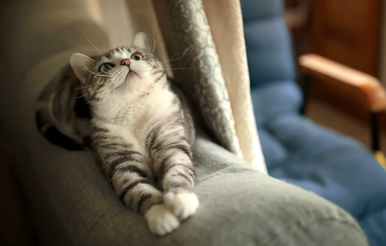 Photo wallpaper cat, cat, pose, legs, chair, lies, kitty, curtains