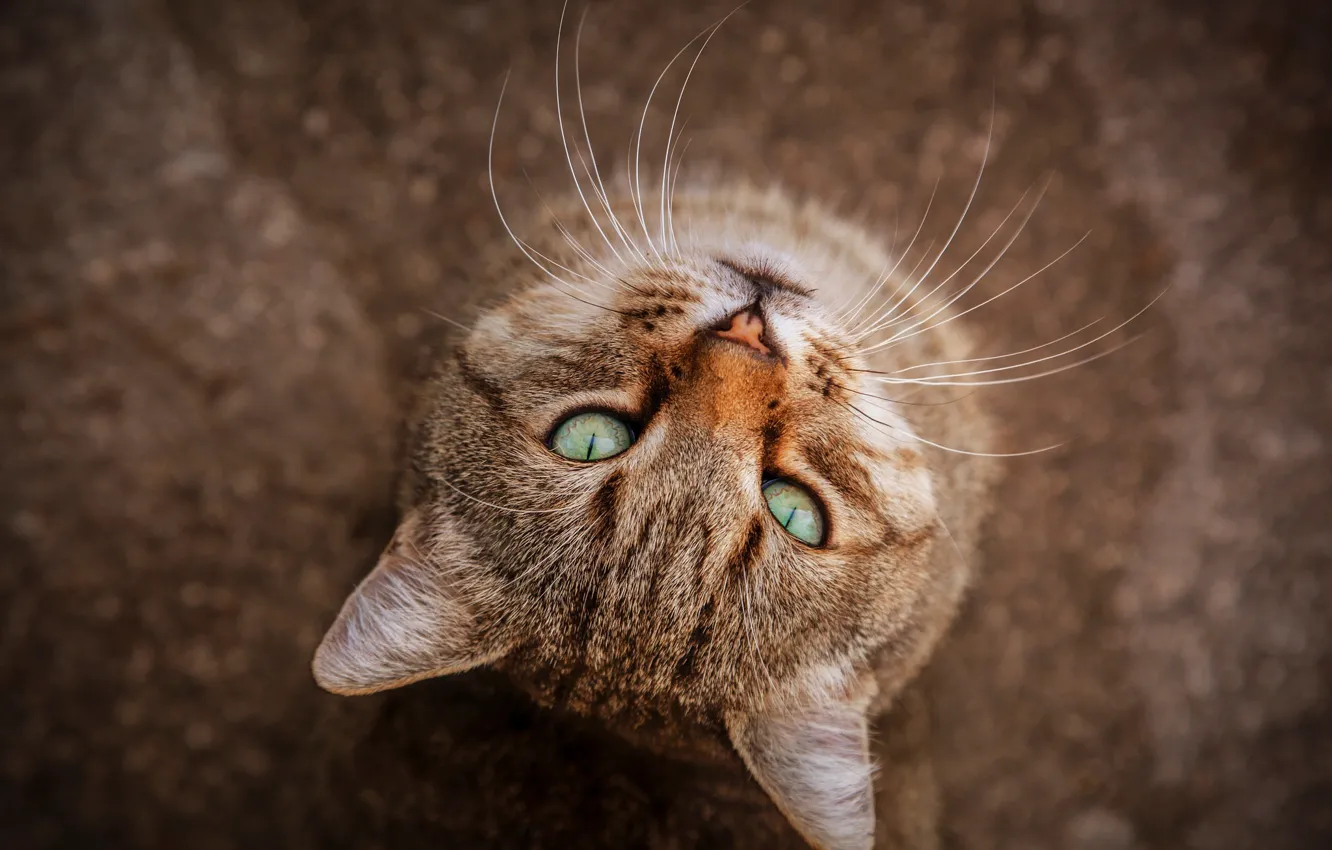 Photo wallpaper cat, cat, look, muzzle