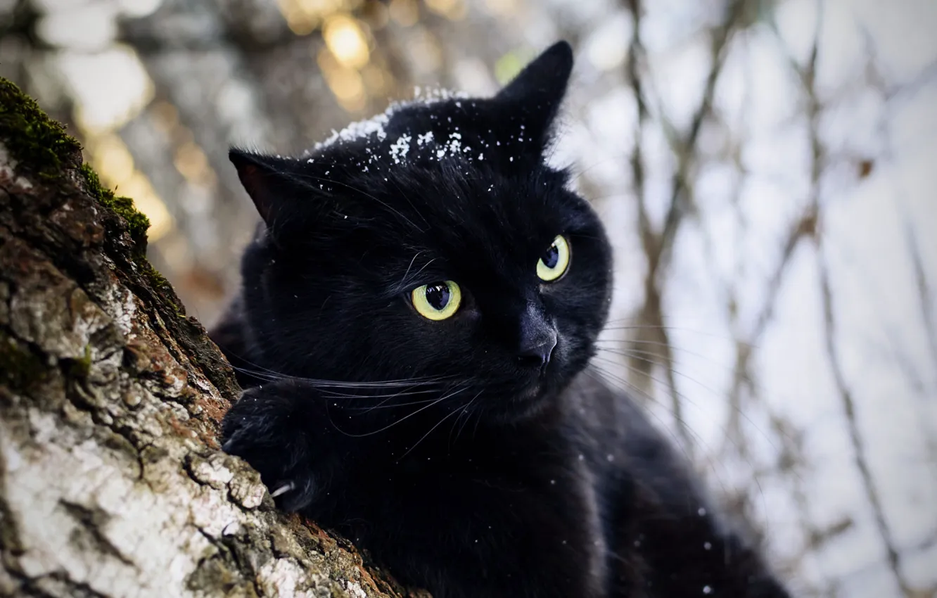 Photo wallpaper winter, forest, cat, cat, snow, trees, branches, nature
