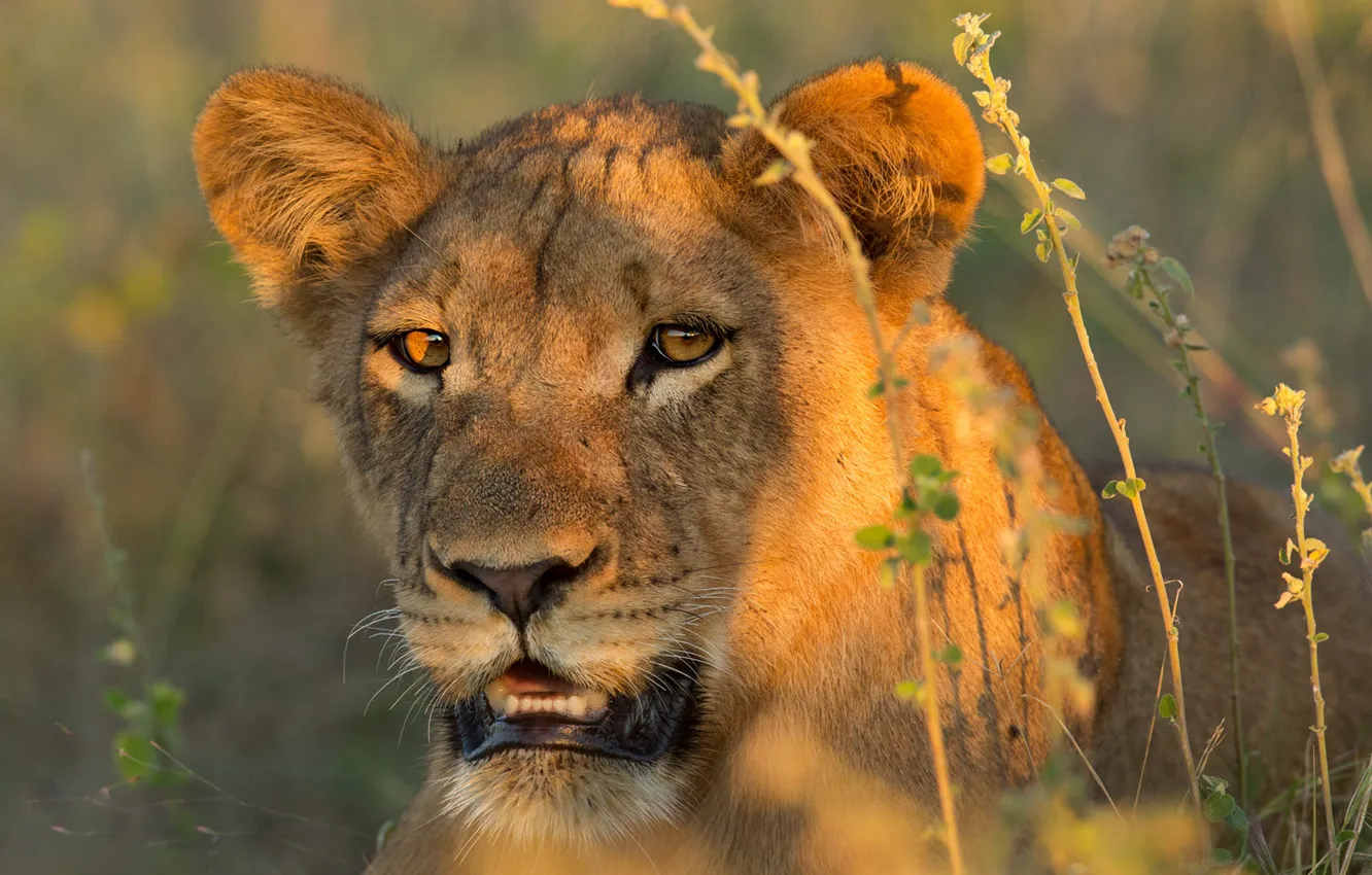 Photo wallpaper grass, look, face, light, portrait, Leo, lioness, lion
