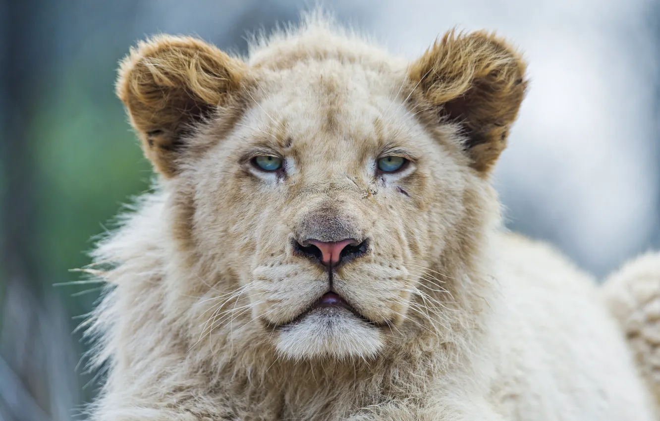 Photo wallpaper cat, face, lion, white lion, ©Tambako The Jaguar