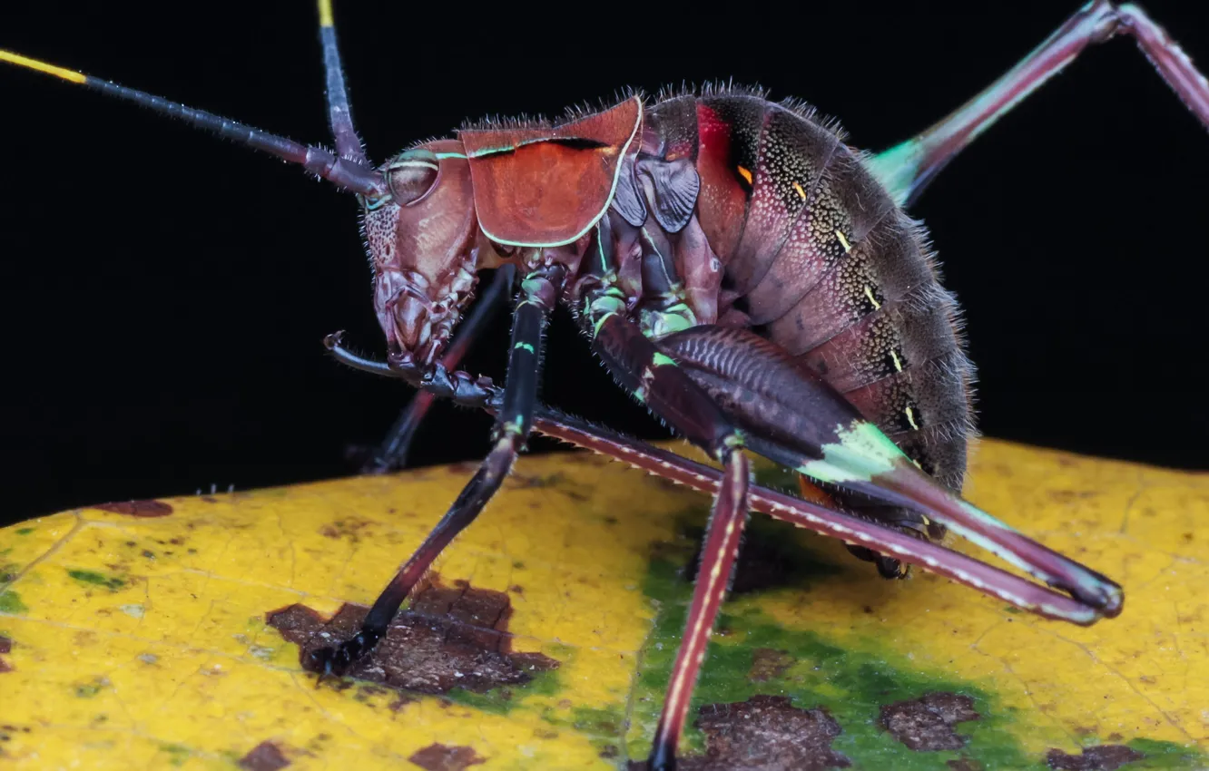 Photo wallpaper macro, background, insect, grasshopper