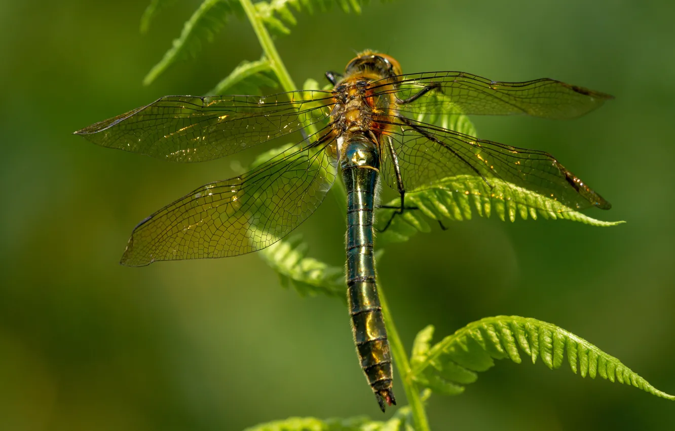 Photo wallpaper leaves, macro, nature, green, background, dragonfly, insect, wings